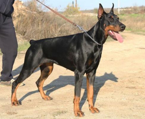 Defender of Bulgaria Arabella | Black Doberman Pinscher