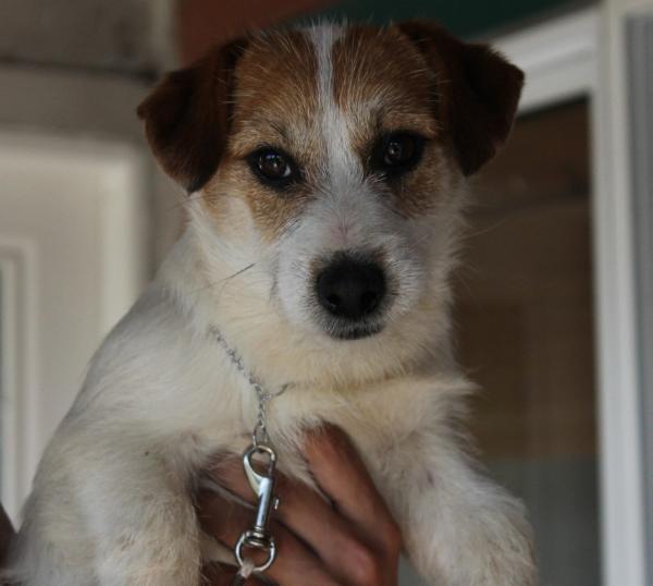 Baires JR Gavroche | Jack Russell Terrier 