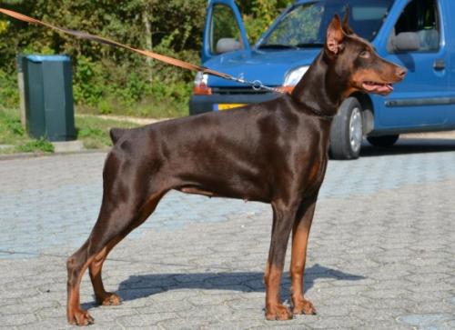 Amore v. Hunnoterra | Brown Doberman Pinscher