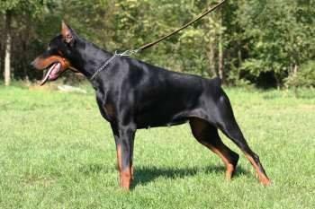 Bourjois v. Hunnoterra | Black Doberman Pinscher