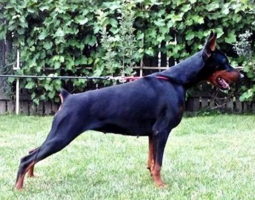 Great de Badea Gheo | Black Doberman Pinscher