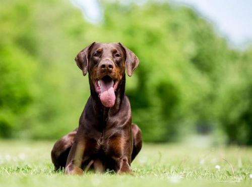 Joe v.d. Horringhauser Höh | Brown Doberman Pinscher