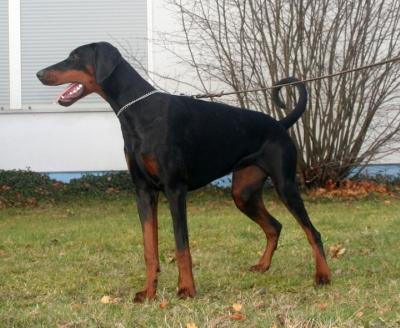 Josy v.d. Horringhauser Höh | Black Doberman Pinscher