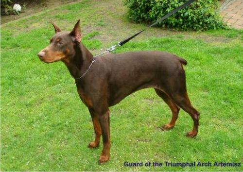 Guard of the Triumphal Arch Artemisz | Brown Doberman Pinscher