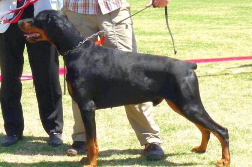 Donnehaus Yatagan | Black Doberman Pinscher