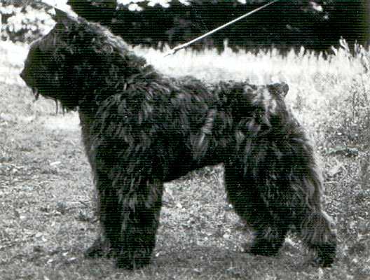 Isja Darwin v.h. Grendarcohof | Bouvier des Flandres 