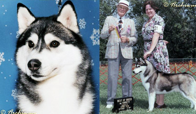 Kristari's Colin O'Innisfree | Siberian Husky 