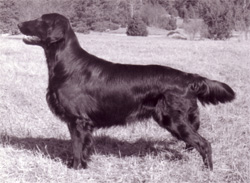 Belsud Black Taurus | Flat-Coated Retriever 