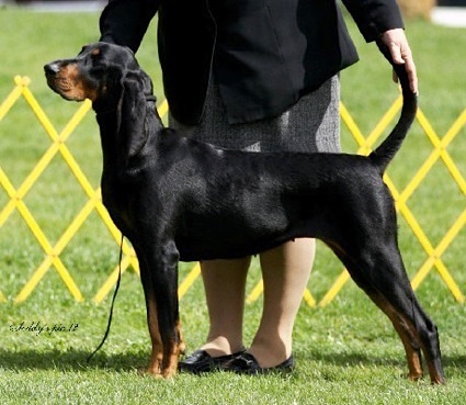 Jazzman Know When To Hold 'Em | Black and Tan Coonhound 