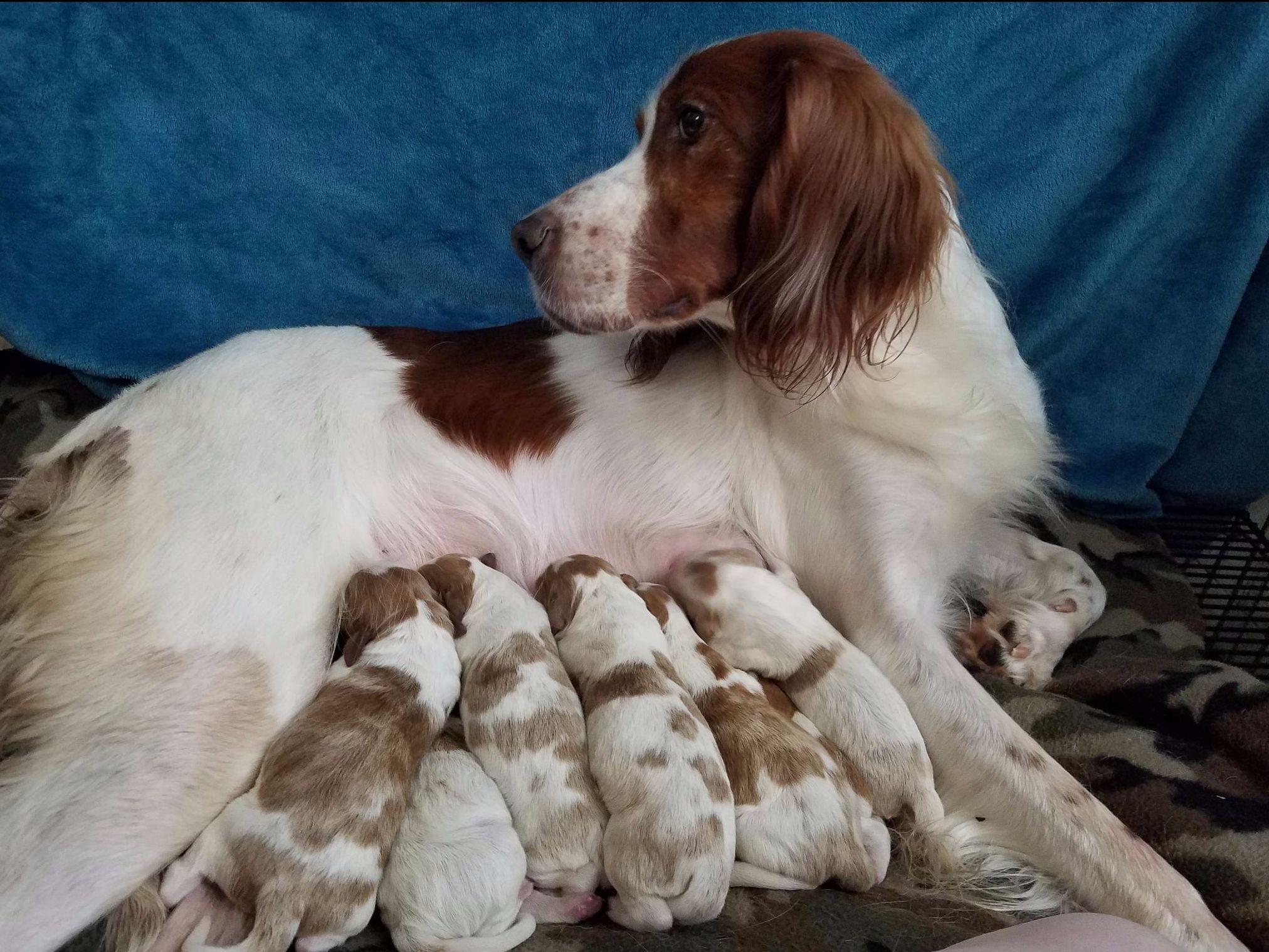 Irish Red and White Setter