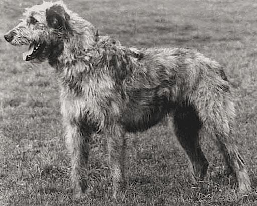 Wellandscroft Flynn | Irish Wolfhound 