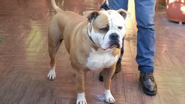 Mbk'S Orazio | American Bulldog 