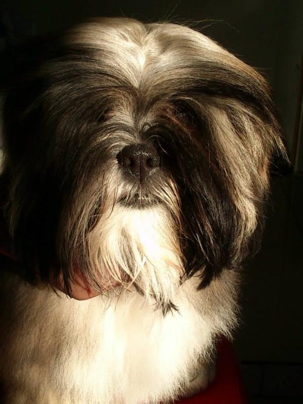 Armani La Mattina D'oro | Lhasa Apso 