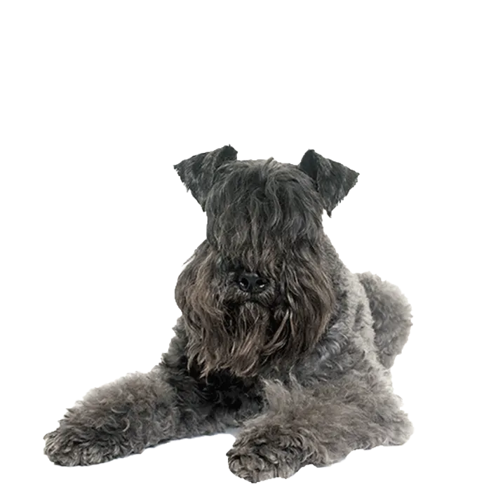 Kerry Blue Terrier