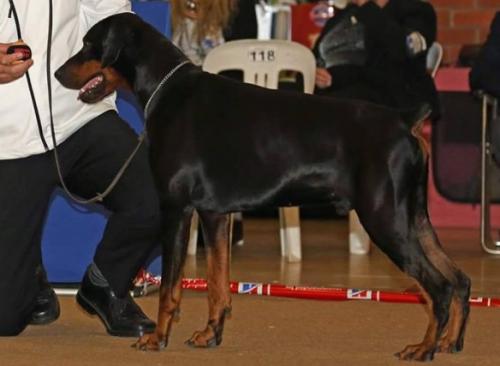 Donnehaus Windwalker | Black Doberman Pinscher