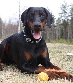 v.d. Hell Fausto | Black Doberman Pinscher