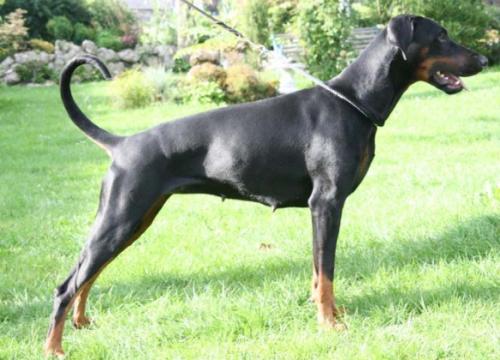 Cita v. Schattenfell | Black Doberman Pinscher