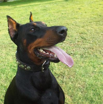 Eshra from Andromeda Stars | Black Doberman Pinscher