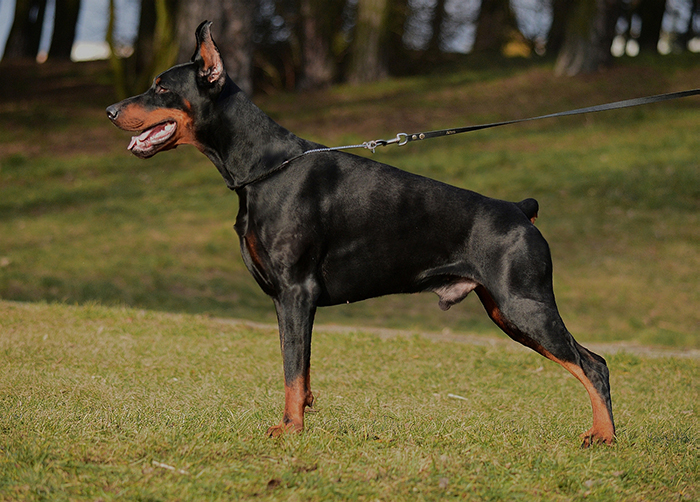 Dura Lex Polonia Effendi | Black Doberman Pinscher