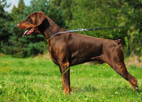 Dura Lex Polonia Espresso | Brown Doberman Pinscher