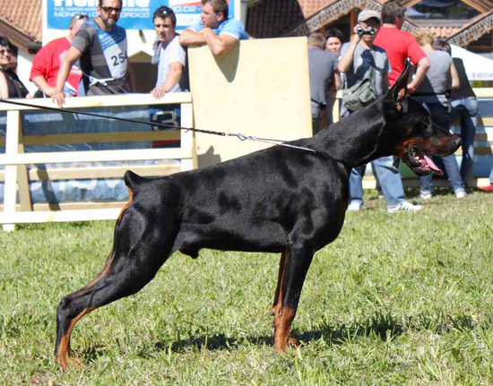 Dura Lex Polonia Gaudi | Black Doberman Pinscher