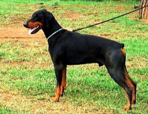 SouthernBell Brique | Black Doberman Pinscher