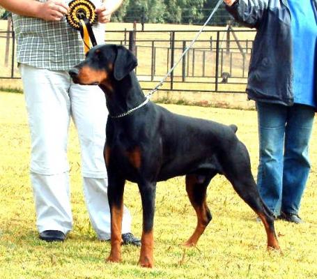 Chevindale Ozymandus of SouthernBell | Black Doberman Pinscher