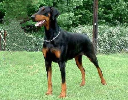 Vita v.'t Sabbatsveld | Black Doberman Pinscher