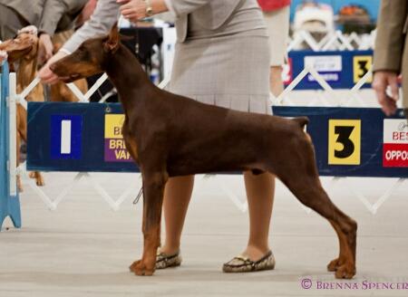 Lucky Luciano Del Nasi | Brown Doberman Pinscher