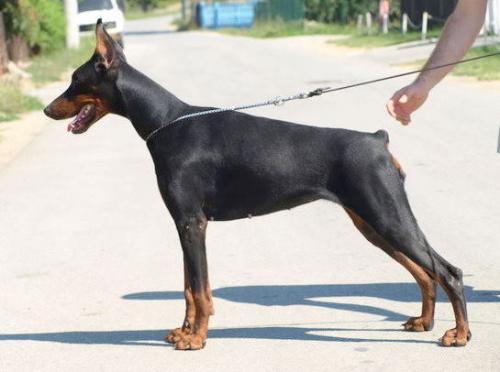 Gia Maya Unreachables | Black Doberman Pinscher