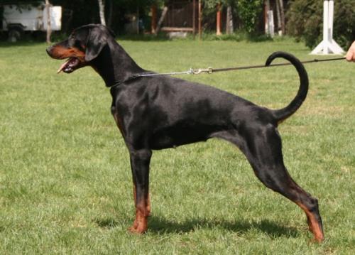 Bazille v. Hexenzauber | Black Doberman Pinscher