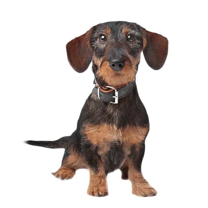 Dachshund