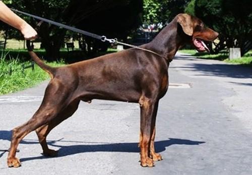 Ludacris Elite House | Brown Doberman Pinscher