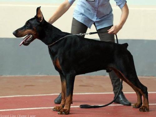 Elegant Line Olymp | Black Doberman Pinscher