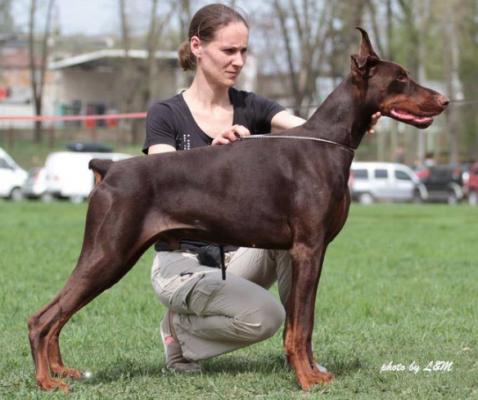 Elegant Line Richard | Brown Doberman Pinscher