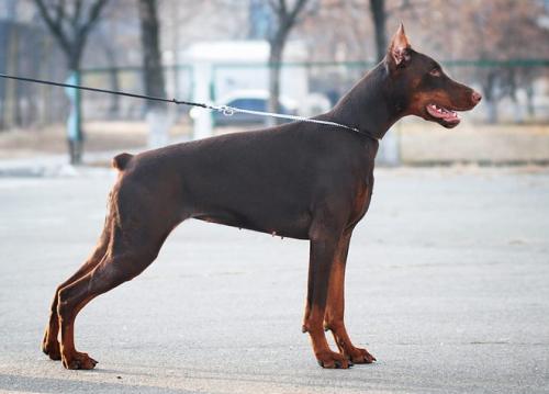 Elegant Line Roksolana | Brown Doberman Pinscher