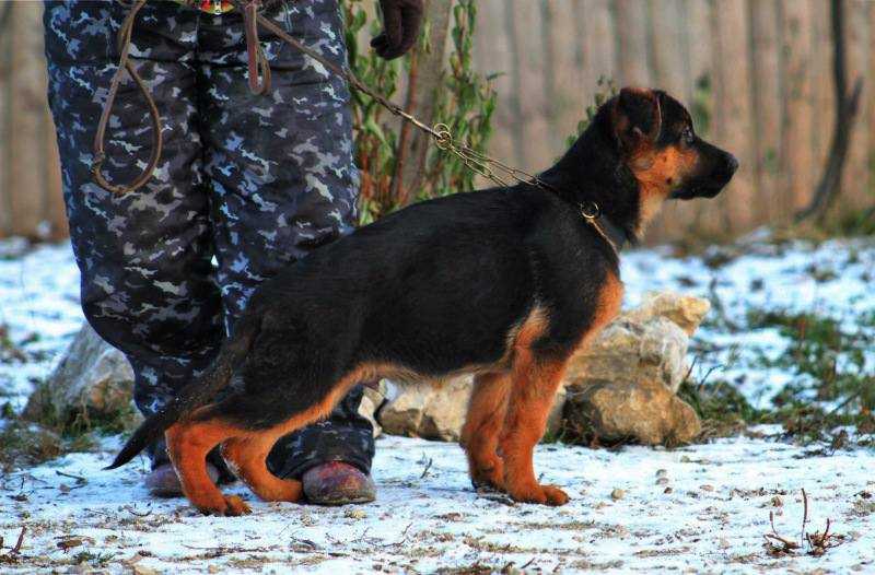 Alizhe Nemgriff Zhigan | German Shepherd Dog 