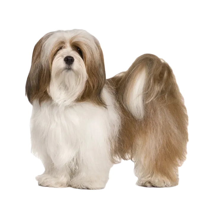 Lhasa Apso