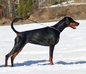 Kriegerhof Genova | Black Doberman Pinscher