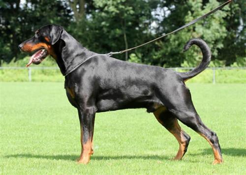 Doncorleone v.h. Wantij | Black Doberman Pinscher