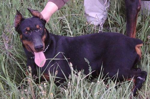 Sacha | Black Doberman Pinscher