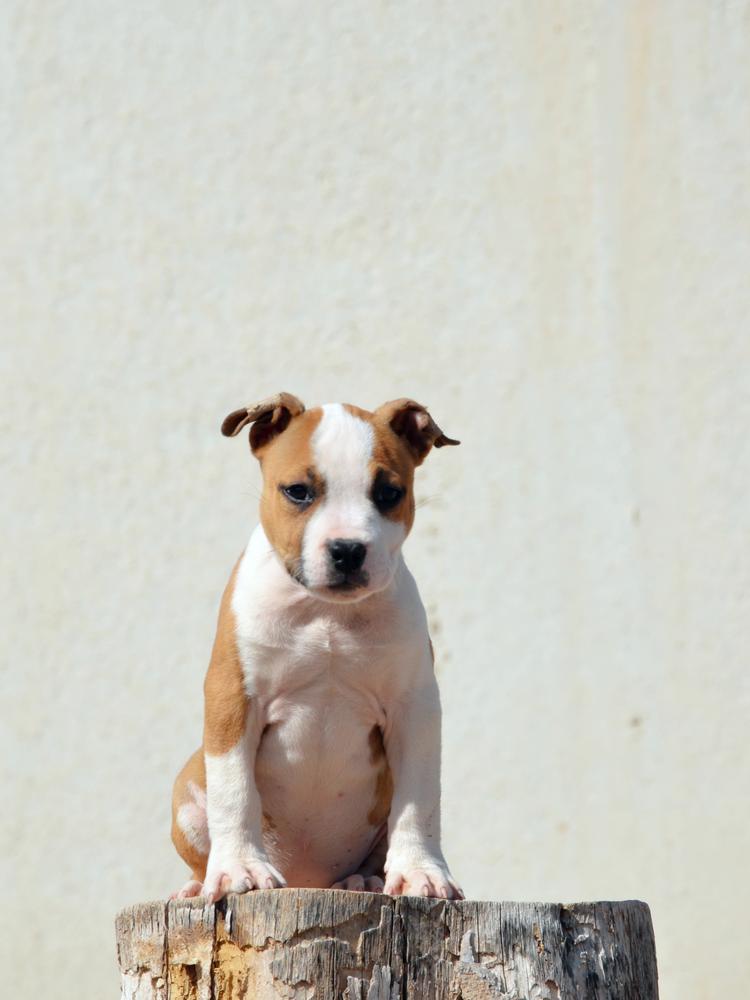 Héroes de Carthago Lady Risks All | American Staffordshire Terrier 