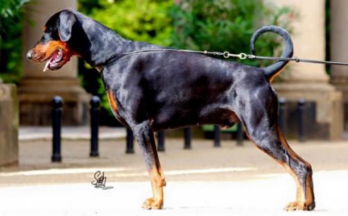 Diamond v. Zarowmoor | Black Doberman Pinscher