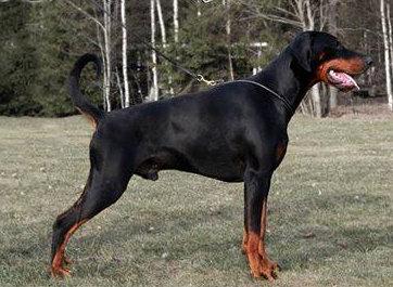 Kriegerhof Jägermeister | Black Doberman Pinscher