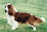 Ricksbury tommy | Cavalier King Charles Spaniel 