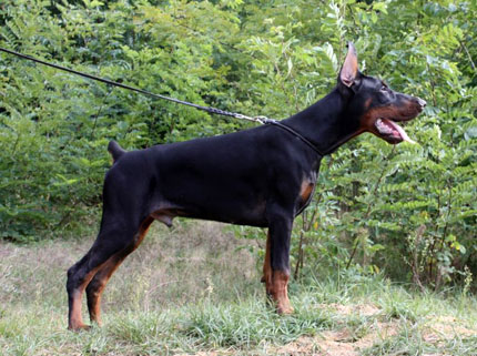 Roxan Roberto z Padoku | Black Doberman Pinscher