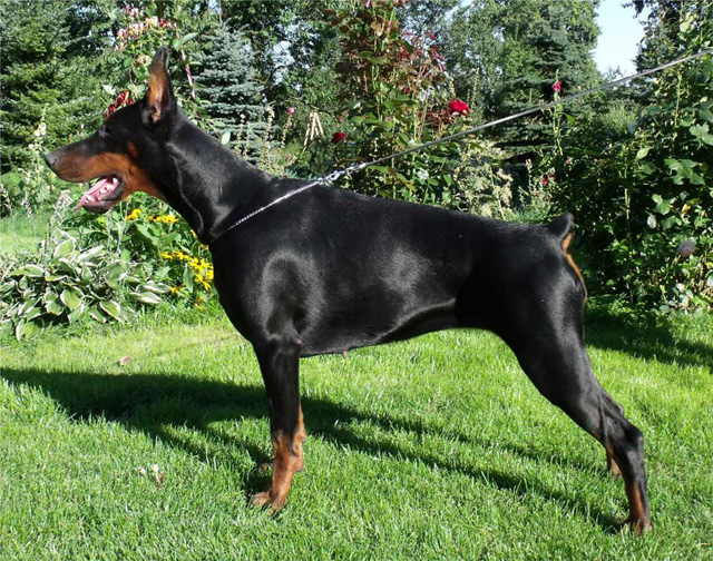 Rocco z Padoku | Black Doberman Pinscher