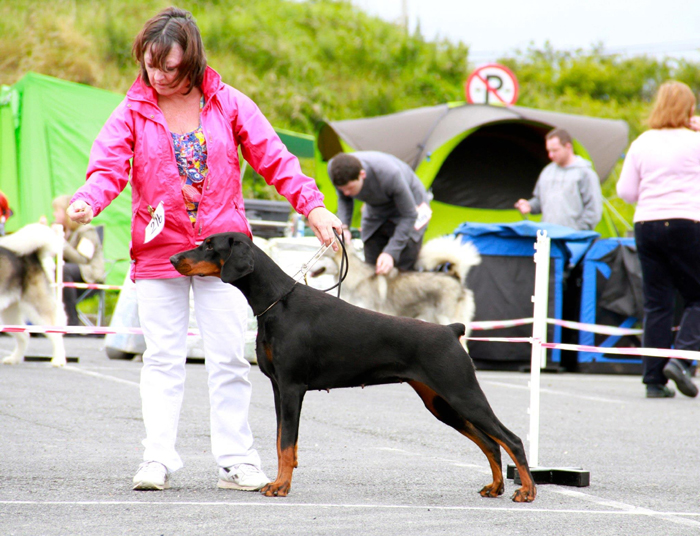 Rossa z Padoku | Black Doberman Pinscher