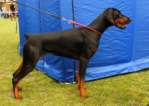 Avantasia di Perlanera | Black Doberman Pinscher