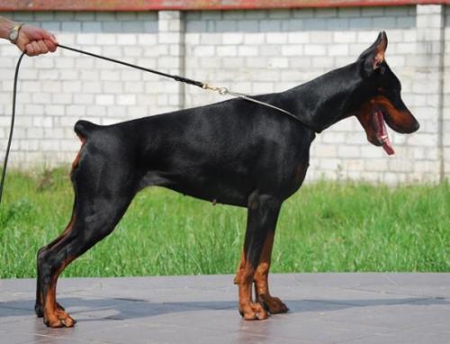 Taiga Daker | Black Doberman Pinscher